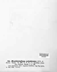 Calyptospora columnaris image